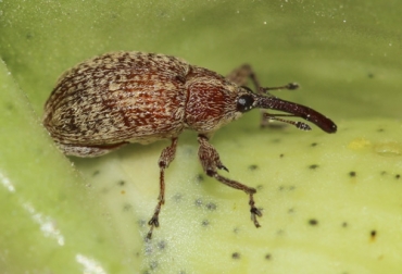 La plaga del picudo se reportó por primera vez en el país en 1951. Foto: NaturaLista Colombia - iNaturalist Picudo