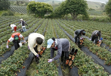 El libro demuestra que el tema de la distribución de la tierra ha sido un asunto de discusión desde el siglo XIX. Foto: Periódico UNAL - Universidad Nacional de Colombia Agricultores