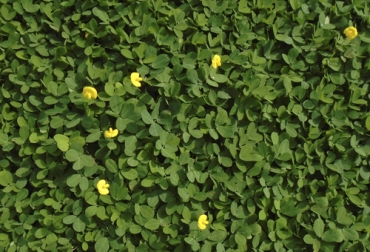 Agrosavia presentó una nueva variedad de leguminosa forrajera para la Orinoquía porque se adapta a las difíciles condiciones de suelos. Foto: Agrosavia Nueva variedad de leguminosa forrajera