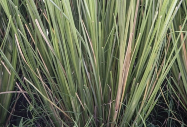 El vetiver tiene bondades enfocadas en la conservación, control de plagas, reducir pérdida en suelos, entre otras. Foto: La Nación Vetiver, planta milagrosa
