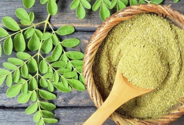 La moringa se desarrolla satisfactoriamente al emplear un sustrato con estiércol bovino. Foto: La Vanguardia Nutrición de moringa