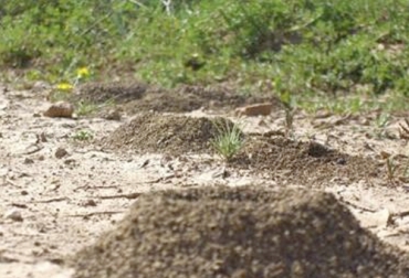 La clave del control de hormigas es contaminar el hongo de la hormiga en su propia casa. Foto: Sobre La Tierra Control de hormigueros en cultivos