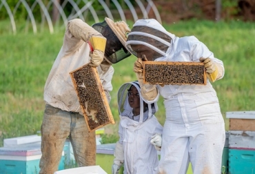 las abejas son una de las especies más importantes del mundo para garantizar no solo la seguridad alimentaria, sino la supervivencia de la biodiversidad. Foto: Fedeabejas Producción de miel de abejas
