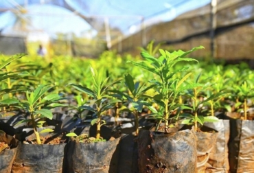 un buen sustrato presenta baja densidad, mediana porosidad y granulometría media, los cuales inciden en su capacidad de retención hídrica y aireación. Foto: vivero forestal
