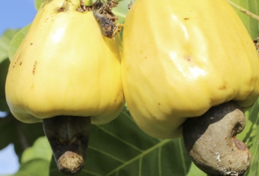Cultivo de marañón en Colombia