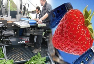 Se trata de un modelo cibernético con visión artificial y cerca de 30 brazos encargados de identificar los frutos maduros para luego recogerlos sin dañarlos. Foto: CONtexto Ganadero. Robot recolector de frutas