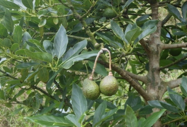 Colombia posee al menos 8 mil hectáreas de aguacate hass sembradas. Foto: ICA Aguacate hass en Colombia