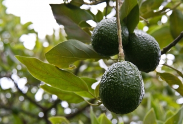 Entre las acciones más importantes están: la caracterización fisiológica y edafoclimática del aguacate Hass. Foto: Cortesía. transferencia tecnología corpoica