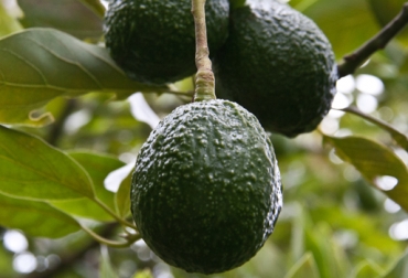 Para 2030 el sector espera llegar a exportar 99 mil toneladas de aguacate hass. Foto: Corpoica. Aguacate hass