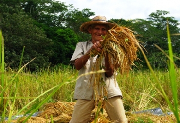 Vanegas dice que para el Gobierno han sido más importantes las relaciones comerciales que el campo. Foto: CONtexto ganadero. Producción de arroz Colombia