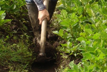 Para este año, la SAC prevé un crecimiento agropecuario del 3 al 4%. Foto: CONtexto ganadero. Producción agrícola Colombia
