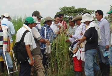 Con este panorama más de 17 mil arroceros de 215 municipios se están viendo afectados. Foto: Fedearroz. Producción de arroz