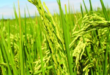 Comportamiento de los precios e incentivo al almacenamiento contribuyen al aumento de la producción de arroz. Foto: Fedearroz. Producción de arroz Colombia