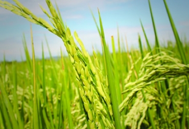 Se espera que este año inicie un proyecto de desarrollo investigativo en Casanare. Foto: Fedearroz. Cultivo arroz
