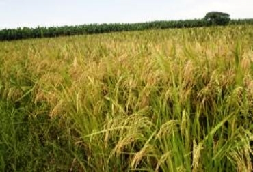 Con el uso de células vegetales se pueden producir alimentos, sin necesidad de haberlos cultivado en campo. Foto: SIID Cultivos de arroz