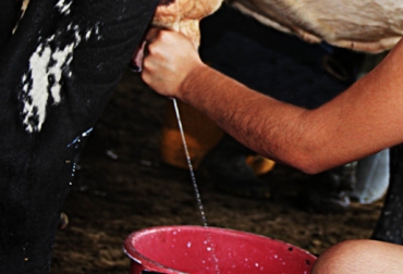 Para el próximo jueves 8 de agosto se tiene programada una nueva reunión entre Fedegán y el Ministerio de Agricultura. Foto: Fedegán. Asistencia técnica para lecheros - Colombia