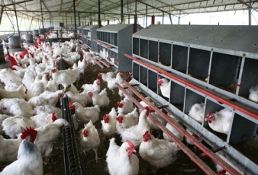 A 52 millones de pollos de engorde les está escaseando el alimento desde hace una semana. Foto: ICA. Pollos colombianos