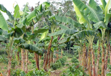 El proyecto será totalmente financiado por la Secretaría de Educación con un monto de USD$751 mil 147. Foto: www.iniap.gob.ec. Cultivo banano