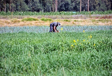 “La revolución verde”, permitirá hacerle frente a la escasez de alimentos que hay en el mundo. Foto: CONtexto Ganadero. Uso de biofertilizantes en Colombia