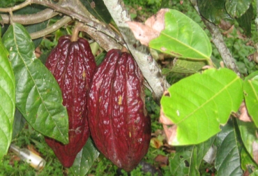 Según el Plan Decenal Cacaotero en Antioquia se sembrarían 25 mil 500 nuevas hectáreas. Foto: CONtexto ganadero. producción cacao Colombia
