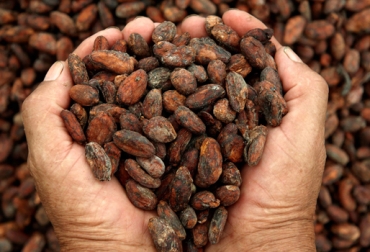 Según la Secretaría de Agricultura de Santander, en marzo se llevarán a cabo las primeras adjudicaciones. Foto: CONtexto ganadero. Producción cacao Colombia