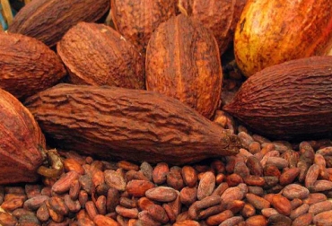 Colombia produce 50 mil toneladas de cacao anualmente. Foto: CONtexto ganadero. Producción de cacao - Colombia