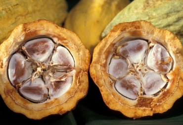 Las 61 personas que conforman esta asociación esperan empezar a exportar el fruto en 2014 hacia Europa. Foto: CONtexto ganadero. producción cacao Colombia