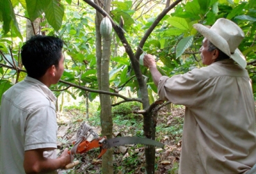 Fedecacao busca reunirse con el Madr y la Bolsa Mercantil para hablar del pago del incentivo. Foto: CONtexto ganadero. Cultivo de cacao Colombia