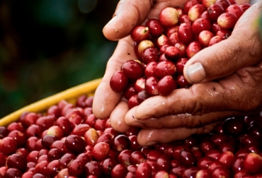 La OIC dice que Colombia actualmente produce 9.500 millones de sacos de café. Foto: Fedecafé. producción café colombia