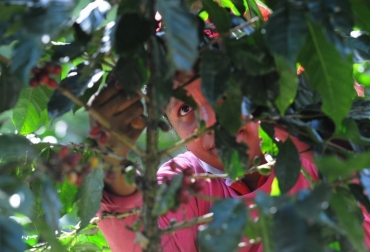 Un hombre analiza los granos de café en el departamentio El Paraíso en Tegucigalpa. © AFP Orlando Sierra Cafetales roya