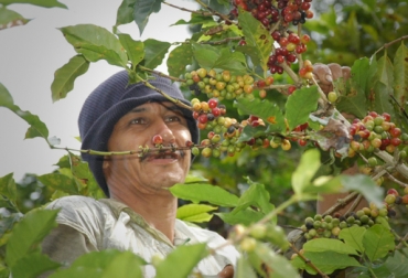 Una de las recomendaciones es realizar revisiones periódicas para evitar la broca. Foto: unipymes.com Fenómeno El Niño Cafeteros