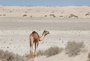 Investigadores cultivaron cebada, pepinos y rúgula gracias a una mezcla de dos componentes: agua de mar y abundante suministro de calor. Foto: Cortesía - Qatar Airways. Cultivos en el desierto de Qatar