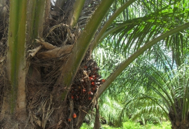 Hasta el momento se han eliminado 1.000 hectáreas, se espera que para el primer semestre de 2014 sean 2.000. Foto: CONtexto ganadero. cultivo palma de aceite Colombia