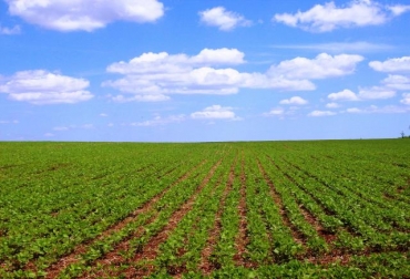 Dentro de los beneficios que hay con este tipo de cultivos se evidenciar con el uso de semillas GM se encuentra la disminución en el uso de agroquímicos. Foto: biotecnologia.uc.cl. cultivos modificados genéticamente