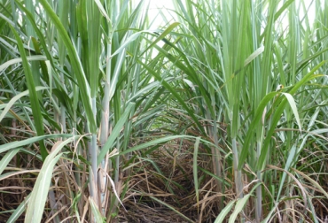 Con esta nueva variedad se pretende establecer un banco de semillas que beneficien a los paneleros. Foto: Corpoica. Caña de panela Colombia