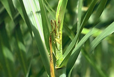 La afección es causada por el hongo ‘fusarium moniliforme’. Foto: Cenicaña. Cogollo retorcido no afectan los cultivos