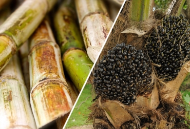 Según Fedebiocombustibles con esta actividad agroindustrial se generan 360 mil empleos directos. Foto: CONtexto ganadero. producción caña de azúcar y aceite de palma colombia
