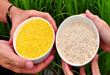 Colombia es uno de los países que trabaja para desarrollar yuca dorada con mayor contenido de vitamina “A”. Foto: http://www.medciencia.com/. alimentos dorados vitamina a