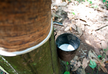 Hasta hace pocos años, más del 95% del caucho natural requerido por la industria colombiana, tenía que importarse. Foto: MinAgricultura. caucho en colombia