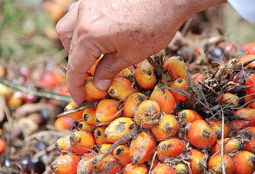 Según datos entregados por la Federación, la producción de aceite de palma creció 7 % en 2014. Foto: Agencia Unal. Aceite de palma colombia