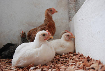 El almidón resistente retrogradado causa un mejor desarrollo de las vellosidades intestinales y mejora la absorción de nutrientes. Foto: Tomada de UNal. almidón papa para pollos