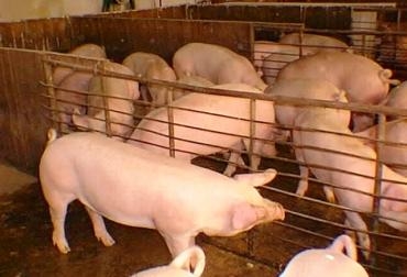 Durante este mes de diciembre el consumo de cerdo, en especial en el Eje Cafetero y Antioquia. Foto: Asoporcicultores. Consumo carne de cerdo