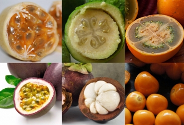 Algunas de las frutas preferidas por los extranjeros son: lulo, feijoa, uchuva, mangostino, pitahaya, lulo, zapote, borojó. Foto: CONtexto ganadero. frutas exóticas