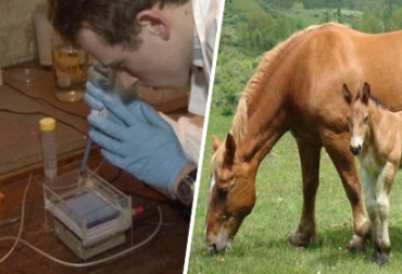A través de una fotocopiadora de ADN se podrá elegir el sexo de los equinos desde los primeros días de gestación. Foto: CONtexto Ganadero. Fotocopiadora de adn para elegir sexo de caballos