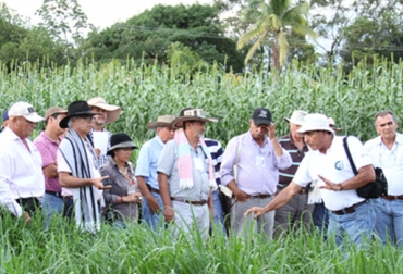 Para 2015, la Corporacio?n espera liberar nuevas variedades de yuca, papa, materiales forrajeros, entre otras. Foto: Corpoica. corpoica colombia