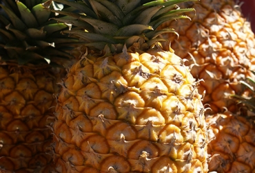 Corpoica con este proyecto también le apuesta a mejorar el cultivo de piña oro miel. Foto: CONtexto ganadero. Corpoica, producción de piña oro miel Valle del Cauca