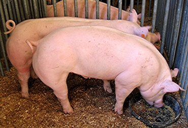 Asoporcicol reclamó la falta de atención a los productores con líneas de crédito como el ICR. Foto: CONtexto ganadero. Producción porcícola