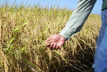 El vaneamiento no permite que las espigas se llenen de granos y afecta la calidad de los mismos. Foto: Fedearroz. Cultivo de arroz Colombia