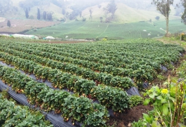 Las asociaciones hortifrutícolas del municipio de Pasca, recibieron una inversión de $5 millones. Foto: Gobernación de Cundinamarca. Cultivo en colombia