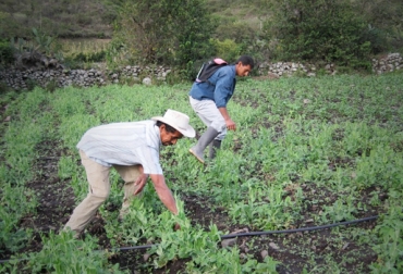 Según Fenalce la agricultura en los Llanos Orientales no se verá afectada por ‘El Niño’. Foto: Corpoica. Cultivo fríjol